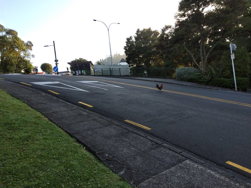 Chicken road italia, chicken road online