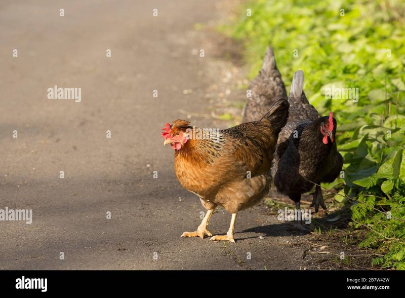 Image: Spelers Ontdekken Het Geheim van Chicken Road Casino Online Spellen